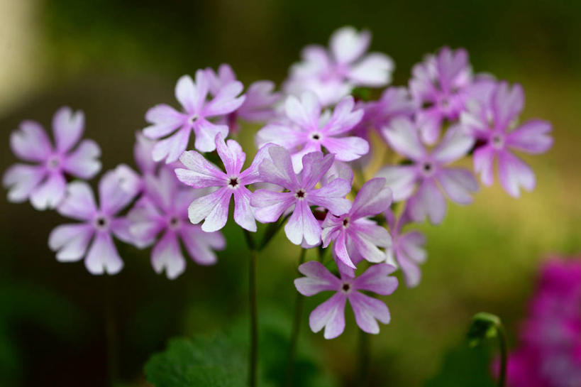 无人,横图,俯视,室外,特写,白天,美景,叶子,阴影,朦胧,模糊,盛开,光线,影子,景观,绿叶,花蕾,花,花瓣,花朵,鲜花,粉色,阳光,自然,花苞,花蕊,嫩叶,景色,自然风光,樱草花,独一,仅有,唯一,唯有,惟一,惟有,叶,叶片,彩图,高角度拍摄