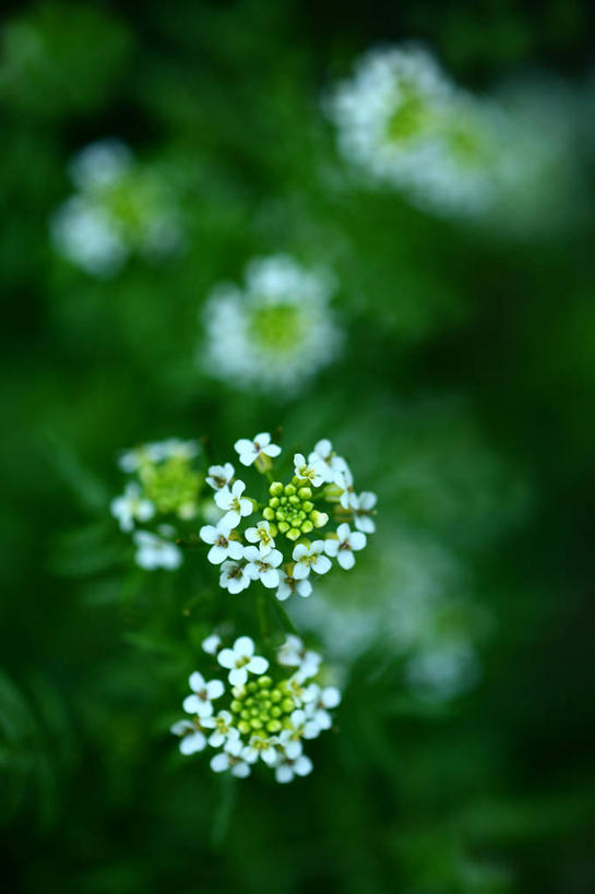 无人,竖图,俯视,室外,特写,白天,花海,花圃,美景,植物,叶子,阴影,朦胧,模糊,盛开,光线,影子,景观,绿叶,花蕾,花,花瓣,花朵,花卉,鲜花,绿色,白色,阳光,自然,花丛,花束,花田,花苞,花蕊,嫩叶,景色,自然风光,豆瓣菜,水蔊菜,水田芥菜,水茼蒿,西洋菜,叶,叶片,彩图,高角度拍摄,水芥菜,水田芥,水田芹