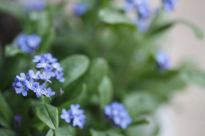 无人,横图,室外,特写,白天,正面,爱情,花海,花圃,美景,植物,勿忘我,叶子,阴影,朦胧,模糊,盛开,光线,影子,景观,花蕾,花,花瓣,花朵,花卉,鲜花,蓝色,绿色,阳光,自然,花丛,花束,花田,花苞,花蕊,景色,自然风光,永恒,想念,星辰花,勿忘草,斯太菊,矶松,匙叶花,彩图