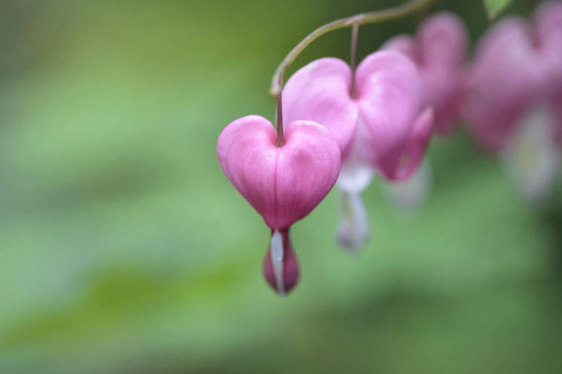 无人,横图,室外,特写,白天,正面,花海,花圃,美景,植物,叶子,阴影,朦胧,模糊,盛开,光线,影子,景观,花蕾,花,花瓣,花朵,花卉,鲜花,粉色,绿色,阳光,自然,花丛,花束,花田,花苞,花蕊,景色,同意,接受,自然风光,荷包牡丹,铃儿草,兔儿牡丹,鱼儿牡丹,答应,彩图