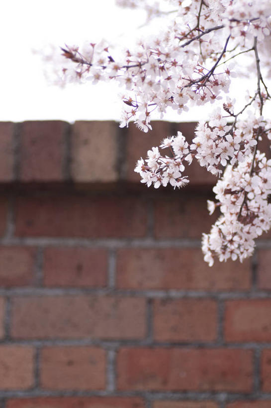 无人,竖图,室外,特写,白天,仰视,建材,美景,植物,建筑,盛开,材料,砖,砖块,墙,景观,杏花,花蕾,墙壁,墙面,花,花瓣,花朵,鲜花,树,树木,粉色,绿色,自然,花苞,花蕊,砖头,景色,建造,生长,成长,自然风光,石料,彩图,低角度拍摄,砌墙砖