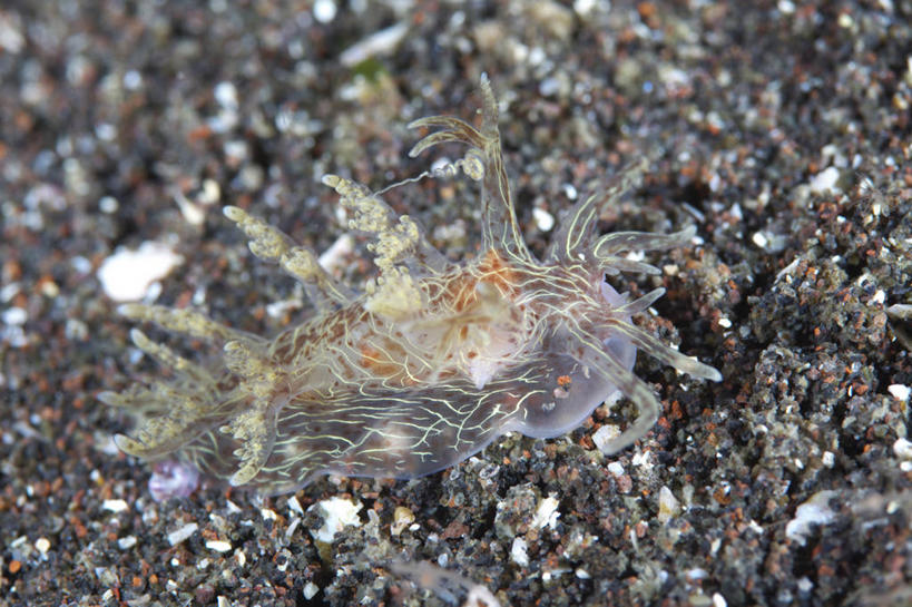 游泳,无人,横图,室内,特写,白天,侧面,海底,水下,美景,静冈县,日本,亚洲,一条,海蛞蝓,贝类,珊瑚,景观,水底,注视,珊瑚礁,海洋生物,自然,观察,看,景色,海底世界,观看,软体动物,海兔,察看,关注,自然风光,水生动物,水生物,东亚,海底动物,本州,海底礁,本州岛,日本国,中部地方,静冈,泅水,海兔螺,拍浮,海床,礁,岩石,彩图,全身,沼津市