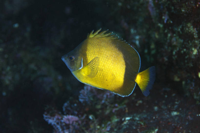 游泳,无人,横图,室内,特写,白天,侧面,海底,水下,美景,热带鱼,静冈县,日本,亚洲,一条,鱼,景观,水底,注视,鱼类,海洋生物,黄色,自然,观察,看,景色,海底世界,观看,察看,关注,自然风光,水生动物,水生物,蝴蝶鱼,东亚,海底动物,本州,本州岛,日本国,中部地方,静冈,泅水,拍浮,海床,彩图,全身,沼津市,日本蝴蝶鱼