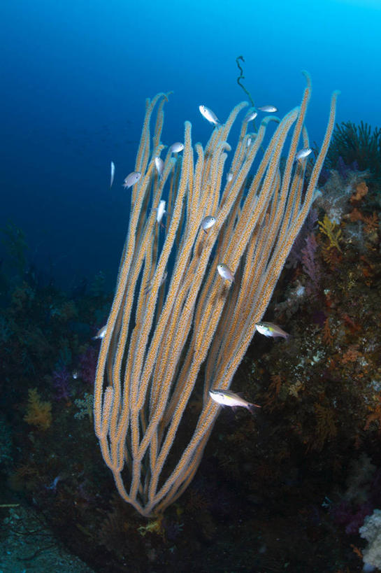 游泳,海鲜,无人,竖图,室内,白天,侧面,海底,水下,海浪,海洋,美景,静冈县,日本,亚洲,一群,许多,鱼,景观,浪花,水底,很多,注视,水产,鱼类,海洋生物,无脊椎动物,自然,海水,观察,看,景色,海底世界,观看,腔肠动物,察看,软珊瑚,关注,自然风光,水生动物,海产品,水生物,海景,东亚,海底动物,本州,本州岛,日本国,中部地方,静冈,泅水,珊瑚虫,伊豆半岛,拍浮,大海,风浪,海,海床,海水的波动,近岸浪,涌浪,彩图,全身