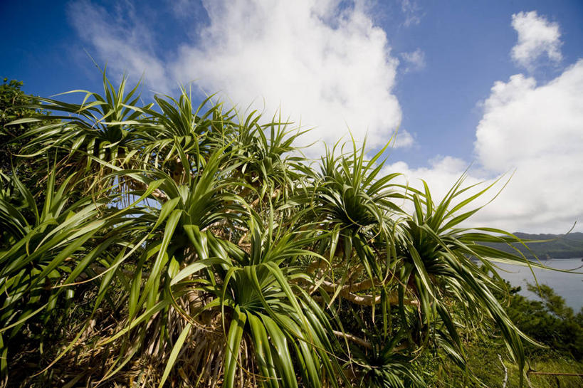 无人,横图,室外,白天,正面,旅游,度假,海浪,海洋,美景,森林,树林,植物,松树,东京,日本,亚洲,阴影,光线,影子,景观,浪花,云,云朵,草药,药草,云彩,娱乐,中药,树,树木,蓝色,绿色,白云,蓝天,天空,阳光,自然,海水,天,享受,休闲,景色,放松,生长,晴朗,成长,自然风光,坚定,药材,中草药,海景,东亚,中药材,本草,本州,关东地方,本州岛,日本国,东京都,长寿,贞洁,露兜树,小笠原群岛,父岛列岛,大海,风浪,海,海水的波动,近岸浪,涌浪,晴空,彩图