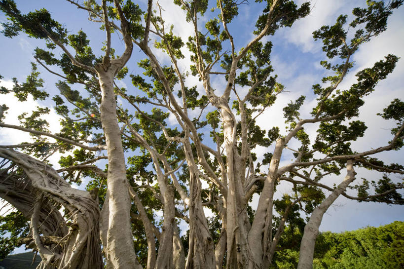 无人,横图,室外,白天,仰视,旅游,度假,美景,森林,树林,植物,东京,日本,亚洲,阴影,光线,影子,景观,云,云朵,云彩,娱乐,树,树木,蓝色,绿色,白云,蓝天,天空,阳光,自然,天,享受,休闲,景色,放松,生长,晴朗,成长,自然风光,东亚,本州,关东地方,本州岛,日本国,东京都,小笠原群岛,父岛列岛,晴空,彩图,低角度拍摄