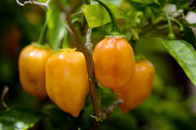 无人,农田,横图,室外,特写,白天,正面,庄稼,农作物,美景,植物,辣椒,蔬菜,叶子,东京,日本,亚洲,吊挂,悬挂,朦胧,模糊,新鲜,纹理,景观,食品,绿叶,挂,食物,绿色,自然,橙色,嫩叶,景色,有机食品,绿色食品,自然风光,彩椒,东亚,辣角,红海椒,大椒,辣虎,广椒,本州,肌理,关东地方,本州岛,日本国,东京都,小笠原群岛,父岛列岛,叶,叶片,叶脉,甜椒,柿子椒,辣子,海椒,番椒,灯笼椒,彩图,耕地,庄稼田