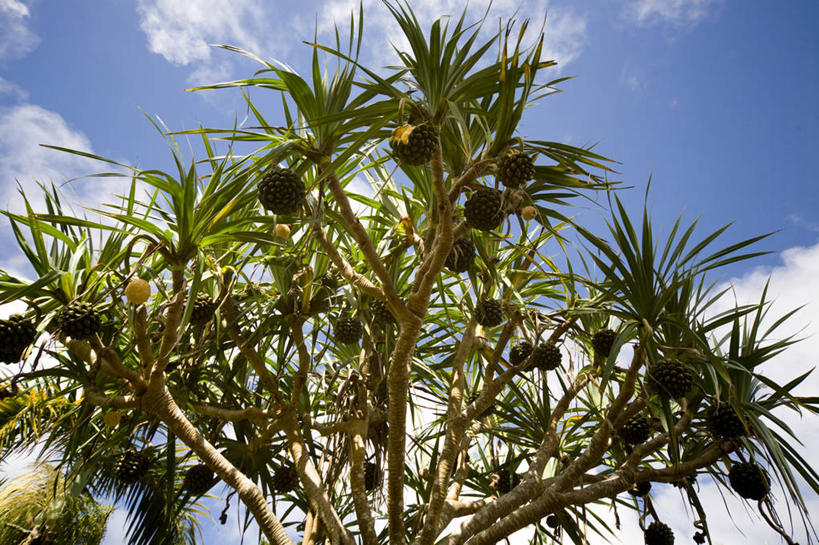 无人,横图,室外,白天,仰视,旅游,度假,美景,植物,水果,东京,日本,亚洲,吊挂,悬挂,阴影,新鲜,光线,影子,景观,云,云朵,生食,食品,果实,挂,云彩,娱乐,树,树木,食物,蓝色,绿色,白云,蓝天,天空,阳光,自然,天,享受,休闲,景色,放松,有机食品,绿色食品,生长,晴朗,成长,自然风光,东亚,本州,关东地方,本州岛,日本国,东京都,小笠原群岛,父岛列岛,晴空,彩图,低角度拍摄
