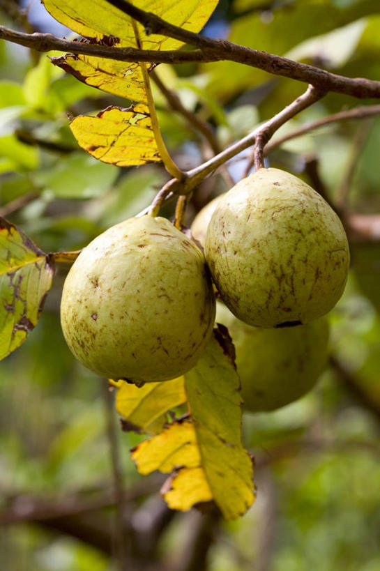 无人,果园,竖图,室外,特写,白天,正面,美景,田园,植物,水果,东京,日本,亚洲,阴影,朦胧,模糊,新鲜,光线,影子,景观,生食,食品,果实,果树,枝条,芭乐,树,树木,树枝,食物,绿色,阳光,自然,番石榴,景色,有机食品,绿色食品,生长,成长,自然风光,东亚,本州,田庄,关东地方,本州岛,日本国,东京都,小笠原群岛,虬枝,枝杈,拔子,番石榴子,园子,父岛列岛,彩图