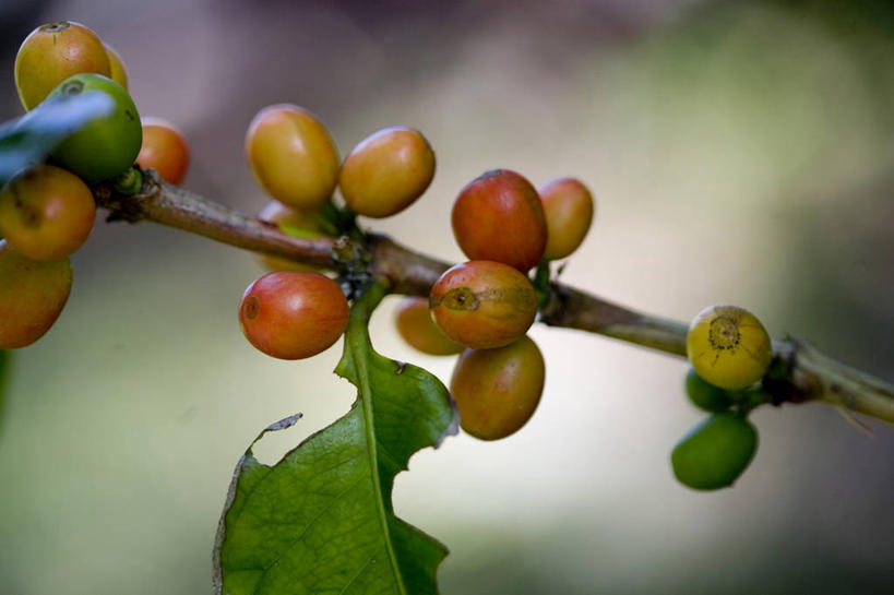 咖啡,无人,农田,横图,室外,特写,白天,正面,庄稼,农作物,美景,植物,豆,东京,日本,亚洲,阴影,朦胧,模糊,光线,影子,景观,豆类,豆子,枝条,树,树木,树枝,绿色,阳光,自然,咖啡豆,景色,生长,成长,自然风光,东亚,豆科,本州,关东地方,本州岛,日本国,东京都,咖啡因,小笠原群岛,虬枝,枝杈,父岛列岛,彩图,耕地,庄稼田