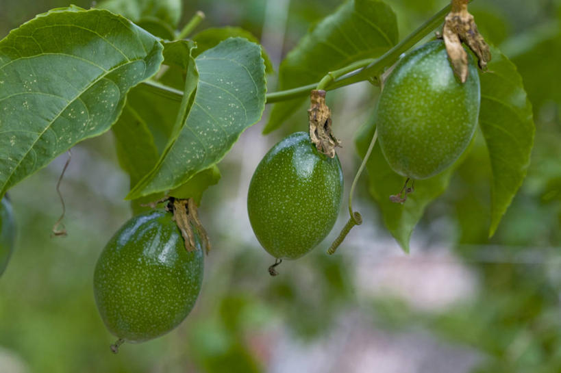 无人,果园,横图,室外,特写,白天,正面,美景,田园,植物,水果,叶子,东京,日本,亚洲,阴影,朦胧,模糊,新鲜,光线,影子,景观,生食,食品,果实,果树,绿叶,树,树木,食物,绿色,阳光,自然,百香果,嫩叶,西番莲,景色,有机食品,绿色食品,生长,成长,自然风光,东亚,本州,田庄,关东地方,本州岛,日本国,东京都,鸡蛋果,受难果,巴西果,小笠原群岛,园子,父岛列岛,叶,叶片,彩图