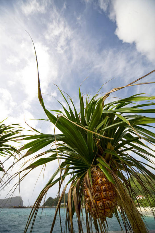 无人,竖图,室外,白天,正面,旅游,度假,海浪,海洋,美景,沙滩,菠萝,水果,东京,日本,亚洲,阴影,新鲜,光线,沙子,影子,海岸,景观,浪花,云,云朵,生食,食品,果实,沙地,云彩,娱乐,食物,蓝色,白云,蓝天,天空,阳光,自然,海水,天,享受,休闲,景色,放松,有机食品,绿色食品,晴朗,自然风光,海景,东亚,本州,关东地方,本州岛,日本国,东京都,小笠原群岛,父岛列岛,大海,风浪,海,海水的波动,海滩,近岸浪,涌浪,晴空,凤梨,彩图