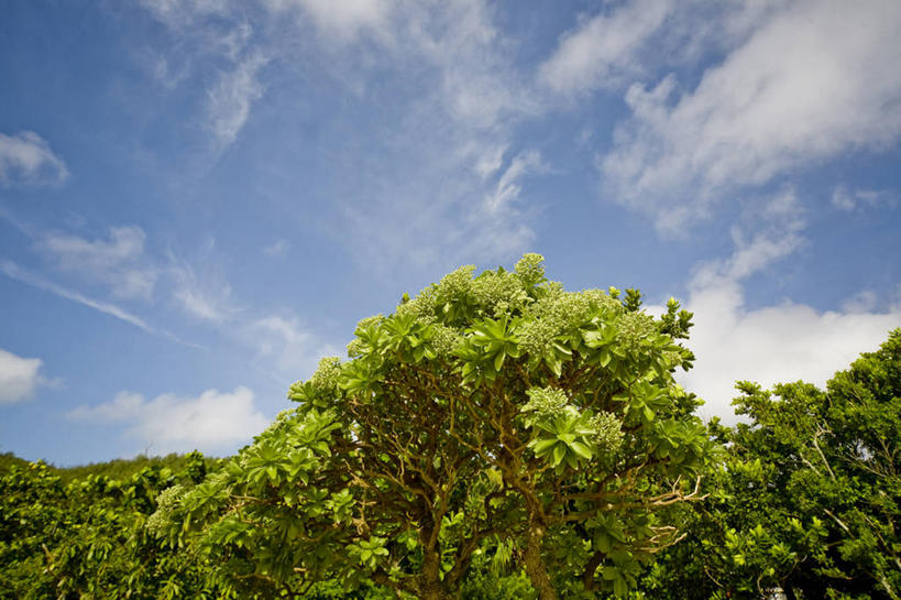 无人,农田,横图,室外,白天,仰视,旅游,度假,庄稼,农作物,美景,叶子,东京,日本,亚洲,阴影,光线,影子,景观,云,云朵,绿叶,云彩,娱乐,蓝色,白云,蓝天,天空,阳光,自然,天,享受,休闲,嫩叶,景色,放松,晴朗,自然风光,东亚,本州,关东地方,本州岛,日本国,东京都,小笠原群岛,父岛列岛,叶,叶片,晴空,彩图,低角度拍摄,耕地,庄稼田
