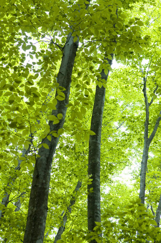 无人,竖图,室外,白天,仰视,旅游,度假,美景,森林,树林,植物,日本,亚洲,阴影,光线,影子,景观,娱乐,树,树木,绿色,阳光,自然,享受,休闲,景色,放松,生长,成长,自然风光,东亚,本州,本州岛,日本国,中部地方,新潟,新潟县,彩图,低角度拍摄,十日町市