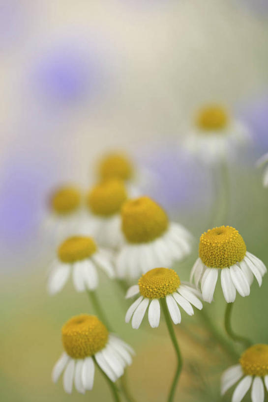 无人,竖图,俯视,室外,特写,白天,花海,花圃,美景,植物,叶子,阴影,朦胧,模糊,盛开,光线,影子,景观,洋甘菊,花蕾,花,花瓣,花朵,花卉,鲜花,黄色,绿色,白色,阳光,自然,花丛,花束,花田,花苞,花蕊,菊花,景色,活力,力量,坚强,自然风光,交往,母菊,和好,彩图,高角度拍摄