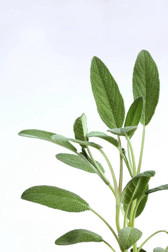 无人,家庭,竖图,室内,特写,白天,白色背景,正面,智慧,植物,叶子,许多,纹理,绿叶,很多,绿色,嫩叶,摄影,影棚,鼠尾草,肌理,理性,叶,叶片,叶脉,彩图,影棚拍摄,拍摄