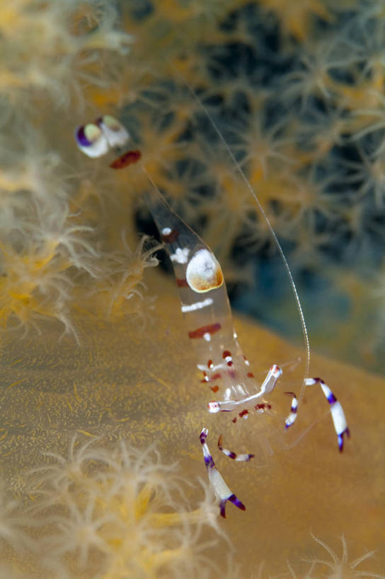 海鲜,无人,竖图,室内,特写,白天,正面,海底,水下,美景,海葵,朦胧,模糊,景观,水底,虾,水产,海洋生物,无脊椎动物,自然,景色,海底世界,腔肠动物,自然风光,水生动物,海产品,水生物,海底动物,海床,半身,彩图,杜氏海葵