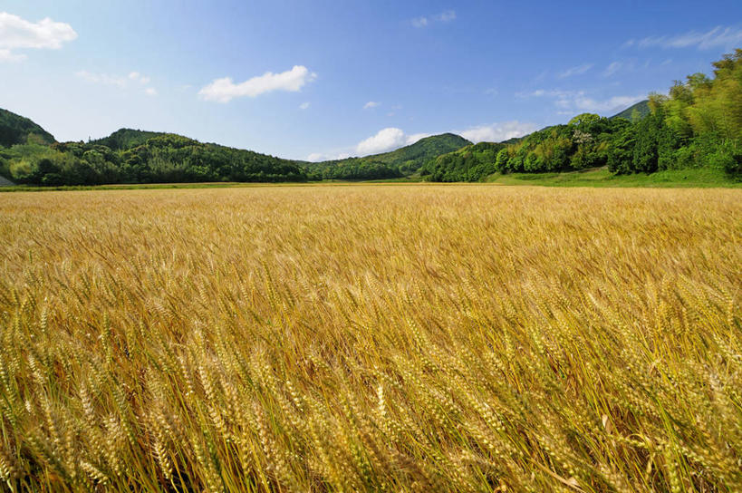 无人,农田,横图,室外,白天,正面,旅游,度假,庄稼,农作物,小麦,石头,美景,森林,山,山脉,树林,植物,日本,亚洲,阴影,光线,石子,影子,景观,山顶,山峰,云,云朵,谷物,山峦,麦田,云彩,娱乐,树,树木,黄色,蓝色,绿色,白云,蓝天,天空,阳光,自然,群山,天,享受,休闲,景色,放松,麦子,生长,晴朗,成长,自然风光,东亚,沉积岩,本州,本州岛,日本国,中国地方,山口,山口县,颠峰,极峰,水成岩,石块,岩石,晴空,彩图,耕地,庄稼田