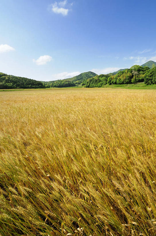 无人,农田,竖图,室外,白天,正面,旅游,度假,庄稼,农作物,小麦,石头,美景,森林,山,山脉,树林,植物,日本,亚洲,阴影,光线,石子,影子,景观,山顶,山峰,云,云朵,谷物,山峦,麦田,云彩,娱乐,树,树木,黄色,蓝色,绿色,白云,蓝天,天空,阳光,自然,群山,天,享受,休闲,景色,放松,麦子,生长,晴朗,成长,自然风光,东亚,沉积岩,本州,本州岛,日本国,中国地方,山口,山口县,颠峰,极峰,水成岩,石块,岩石,晴空,彩图,耕地,庄稼田
