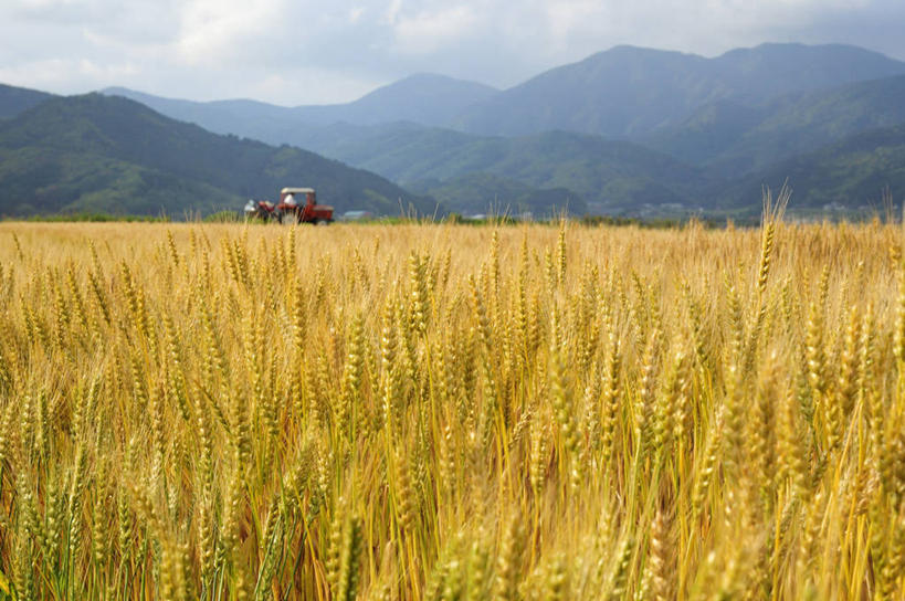 无人,农田,横图,室外,白天,正面,旅游,度假,农业,庄稼,农作物,小麦,石头,美景,山,山脉,汽车,日本,亚洲,阴影,光线,石子,影子,景观,山顶,山峰,云,云朵,谷物,山峦,麦田,云彩,娱乐,车,黄色,蓝色,白云,蓝天,天空,阳光,自然,交通工具,群山,天,享受,休闲,机械,景色,放松,麦子,晴朗,自然风光,载具,拖拉机,东亚,沉积岩,本州,本州岛,日本国,中国地方,山口,山口县,交通运输,农用机械,颠峰,极峰,水成岩,石块,岩石,晴空,彩图,耕地,庄稼田