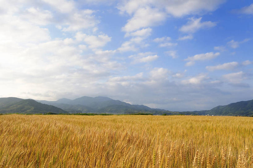 无人,农田,横图,室外,白天,正面,旅游,度假,庄稼,农作物,小麦,石头,美景,山,山脉,日本,亚洲,阴影,光线,石子,影子,景观,山顶,山峰,云,云朵,谷物,山峦,麦田,云彩,娱乐,黄色,蓝色,白云,蓝天,天空,阳光,自然,群山,天,享受,休闲,景色,放松,麦子,晴朗,自然风光,东亚,沉积岩,本州,本州岛,日本国,中国地方,山口,山口县,颠峰,极峰,水成岩,石块,岩石,晴空,彩图,耕地,庄稼田