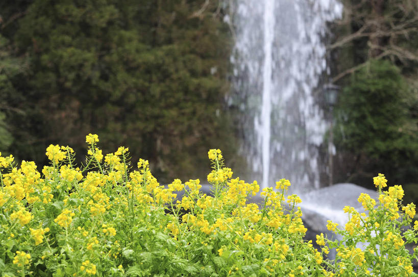 无人,农田,横图,室外,白天,正面,旅游,度假,庄稼,农作物,花海,花圃,美景,瀑布,森林,树林,水,植物,叶子,日本,飞溅,朦胧,模糊,盛开,溅,液体,景观,水滴,千叶县,花蕾,娱乐,水珠,花,花瓣,花朵,花卉,鲜花,树,树木,绿色,自然,花丛,花束,花田,花苞,花蕊,油菜花,享受,休闲,景色,放松,生长,成长,喷洒,自然风光,本州,关东地方,本州岛,千叶,成田,成田市,跌水,彩图,耕地,庄稼田,油菜花田,芸苔,芸薹