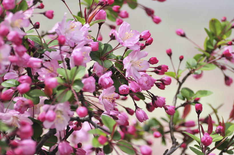 无人,横图,室外,特写,白天,正面,美景,植物,叶子,阴影,朦胧,模糊,盛开,光线,影子,景观,海棠,绿叶,枝条,花蕾,花,花瓣,花朵,鲜花,树,树木,树枝,粉色,绿色,阳光,自然,花苞,花蕊,嫩叶,景色,生长,成长,自然风光,倭海棠,贴梗海棠,铁脚海棠,皱皮木瓜,和园子,日本贴梗海棠,日本木瓜,虬枝,枝杈,叶,叶片,彩图