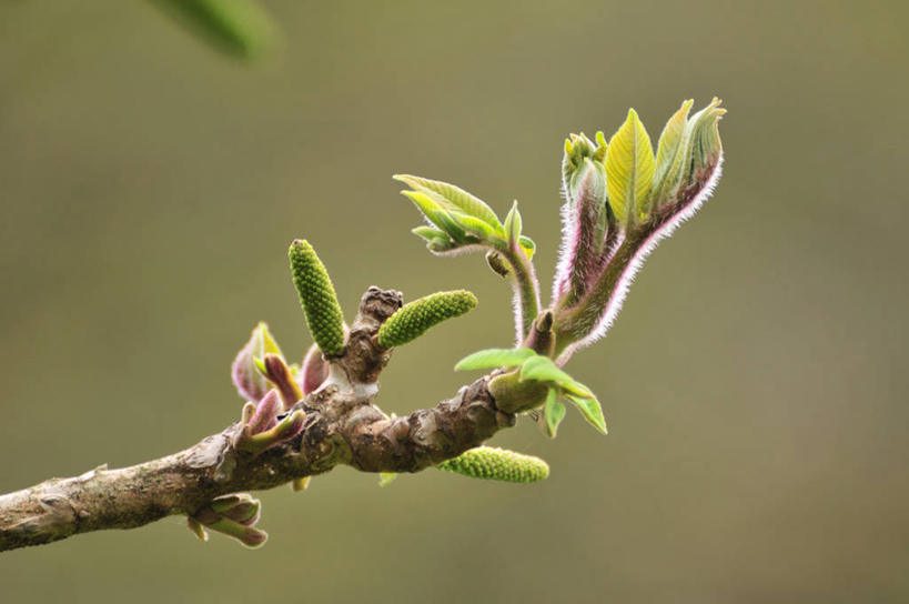 无人,横图,室外,特写,白天,正面,美景,植物,叶子,阴影,朦胧,模糊,光线,影子,景观,绿叶,枝条,树,树木,树枝,绿色,阳光,自然,嫩叶,景色,生长,成长,自然风光,虬枝,枝杈,胡桃树,叶,叶片,彩图,核桃树