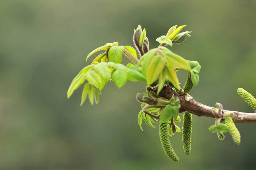 无人,横图,室外,特写,白天,正面,美景,植物,叶子,阴影,朦胧,模糊,光线,影子,景观,绿叶,枝条,树,树木,树枝,绿色,阳光,自然,嫩叶,景色,生长,成长,自然风光,虬枝,枝杈,胡桃树,叶,叶片,彩图,核桃树