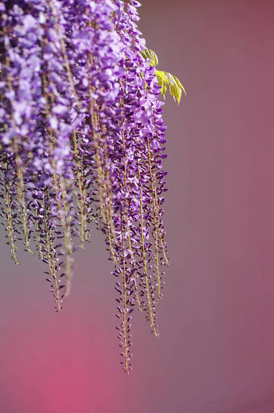 无人,竖图,室外,特写,白天,正面,美景,阴影,朦胧,模糊,盛开,光线,影子,景观,紫藤,花蕾,花,花瓣,花朵,鲜花,紫色,阳光,自然,花苞,花蕊,景色,自然风光,朱藤,藤萝,招藤,招豆藤,彩图