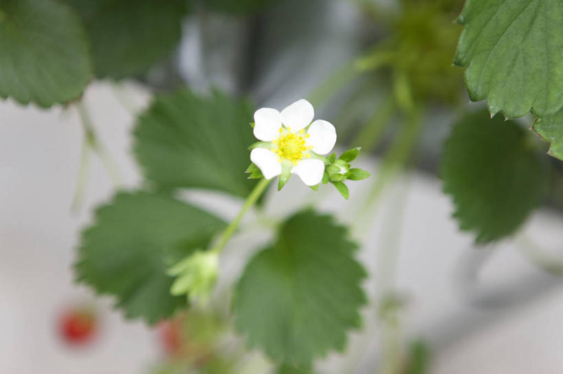 无人,横图,俯视,室内,特写,白天,植物,草莓,浆果,水果,叶子,朦胧,模糊,新鲜,盛开,生食,食品,果实,绿叶,一颗,温室,花,花瓣,花朵,花卉,鲜花,食物,一朵,红色,白色,花蕊,嫩叶,有机食品,绿色食品,设施,暖房,防寒,加温,透光,保温,勇气,草莓花,甜蜜,叶,叶片,洋莓,水果皇后,红莓,地莓,彩图,高角度拍摄,恋情