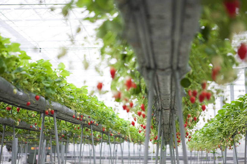 无人,横图,室外,白天,仰视,草莓,浆果,水果,叶子,许多,新鲜,生食,食品,果实,绿叶,很多,温室,食物,红色,嫩叶,有机食品,绿色食品,设施,暖房,防寒,加温,透光,保温,叶,叶片,洋莓,水果皇后,红莓,地莓,彩图,低角度拍摄