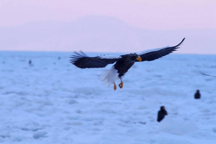 无人,伸展双臂,横图,室外,白天,正面,旅游,度假,冰山,日出,海浪,海洋,美景,山,太阳,鸟,野生动物,北海道,日本,亚洲,三只,飞翔,飞行,鸟类,冰,景观,浪花,山峰,水平线,辽阔,朝霞,晨曦,海平线,黎明,山峦,翱翔,娱乐,飞,冰川,阳光,自然,海水,动物,享受,休闲,广阔,景色,放松,寒冷,一望无际,冰冷,自然风光,冰河,凶猛,海景,东亚,海雕,日本国,北海道地方,北海道岛,严寒,冰凉,酷寒,凛冽,凛凛,极冷,虎头雕,虎头海雕,羌鹫,无边无际,一马平川,残暴,凶残,大海,风浪,海,海水的波动,近岸浪,涌浪,朝阳,敞开双臂,伸开双臂,展开双肩,张开手臂,张开双臂,彩图,全身,卯时,破晓,日始,水天相接,水天一线