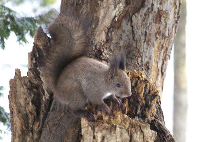 无人,站,横图,室外,白天,侧面,美景,植物,野生动物,北海道,日本,亚洲,朦胧,模糊,景观,树桩,注视,树,树干,树木,一只,绿色,自然,动物,松鼠,观察,看,站着,木桩,景色,可爱,活泼,生长,成长,观看,察看,关注,自然风光,东亚,日本国,北海道地方,北海道岛,红松鼠,站立,彩图,全身