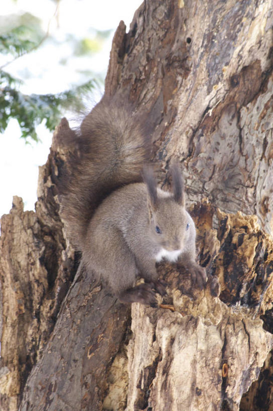 无人,站,竖图,室外,白天,侧面,美景,植物,野生动物,北海道,日本,亚洲,朦胧,模糊,景观,树桩,注视,树,树干,树木,一只,绿色,自然,动物,松鼠,观察,看,站着,木桩,景色,可爱,活泼,生长,成长,观看,察看,关注,自然风光,东亚,日本国,北海道地方,北海道岛,红松鼠,站立,彩图,全身
