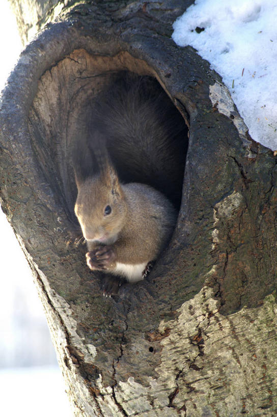 无人,站,竖图,室外,白天,正面,美景,植物,野生动物,北海道,日本,亚洲,朦胧,模糊,洞,景观,树桩,注视,树,树干,树木,一只,绿色,自然,动物,松鼠,观察,看,站着,木桩,景色,可爱,洞穴,活泼,生长,成长,观看,察看,关注,自然风光,东亚,穴,日本国,北海道地方,北海道岛,红松鼠,站立,彩图,全身
