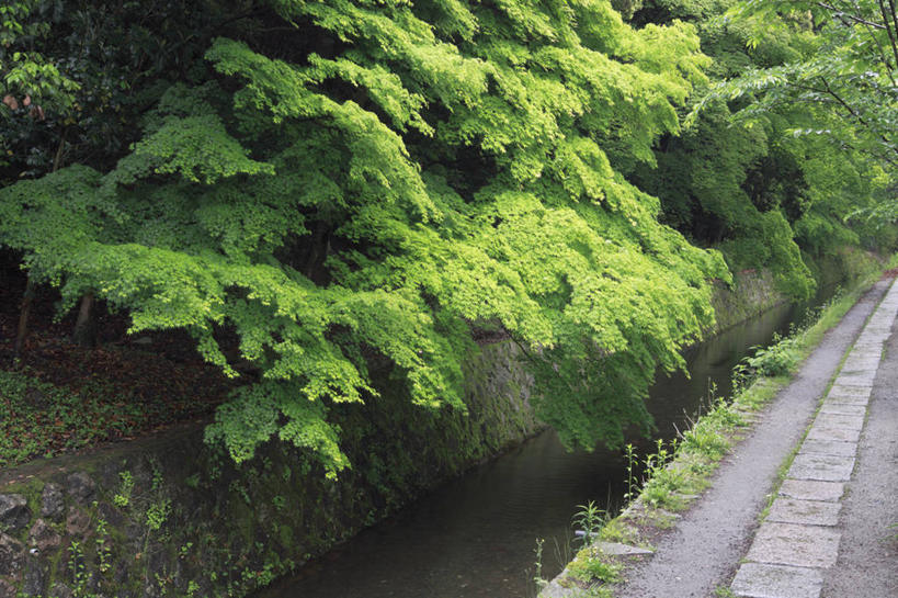 无人,横图,室外,白天,正面,旅游,度假,河流,名胜古迹,树林,水,植物,标志建筑,道路,地标,建筑,路,京都,日本,亚洲,遗迹,河水,水流,小路,交通,古迹,文物,娱乐,建设,古建筑,树,树木,绿色,自然,享受,休闲,旅游胜地,放松,京都府,生长,成长,古文明,东亚,本州,本州岛,日本国,近畿地方,近畿,慈照寺,银阁寺,彩图