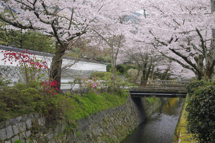 无人,横图,室外,白天,正面,幸福,纯洁,草地,草坪,河流,石头,水,植物,樱花,京都,日本,亚洲,波纹,盛开,石子,河水,水流,桥,涟漪,花蕾,石桥,拱桥,栈桥,草,花,花瓣,花朵,鲜花,树,树木,粉色,绿色,水纹,自然,波浪,花苞,花蕊,京都府,拱形,生长,成长,等待,人行桥,石拱桥,生命,东亚,本州,本州岛,日本国,近畿地方,近畿,水晕,仙樱花,福岛樱,青肤樱,高尚,热烈,左京区,石块,荆桃,彩图