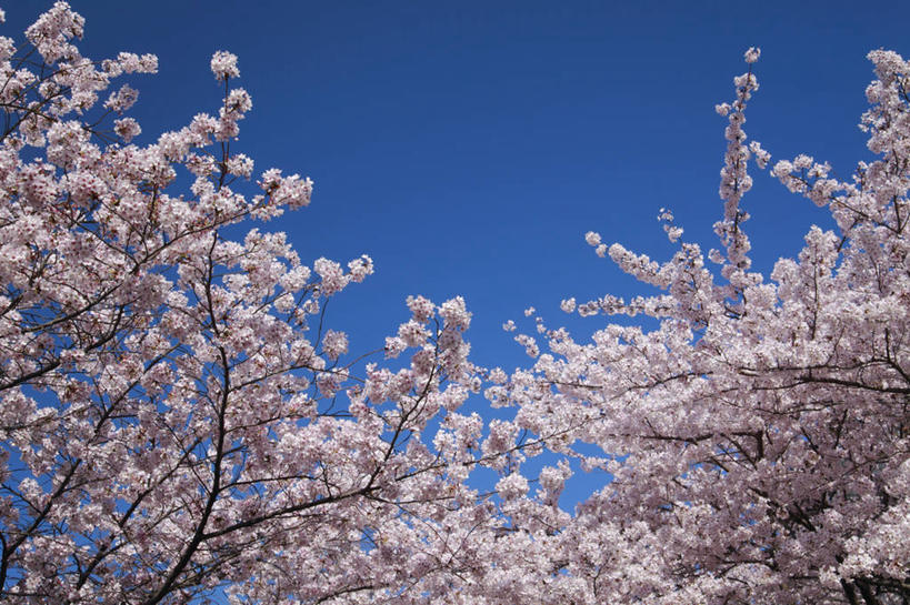 无人,横图,室外,白天,仰视,旅游,度假,幸福,纯洁,美景,植物,樱花,京都,日本,亚洲,阴影,盛开,光线,影子,景观,枝条,花蕾,娱乐,花,花瓣,花朵,鲜花,树,树木,树枝,粉色,蓝色,绿色,蓝天,天空,阳光,自然,天,花苞,花蕊,享受,休闲,景色,放松,京都府,生长,晴朗,成长,等待,生命,自然风光,东亚,本州,万里无云,本州岛,日本国,近畿地方,近畿,仙樱花,福岛樱,青肤樱,高尚,热烈,虬枝,枝杈,左京区,晴空,晴空万里,荆桃,彩图,低角度拍摄