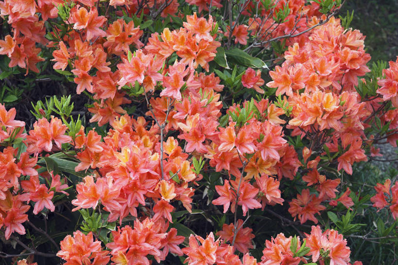 无人,横图,室外,白天,正面,旅游,度假,美景,杜鹃花,长野县,日本,亚洲,盛开,景观,杜鹃,花蕾,娱乐,花,花瓣,花朵,鲜花,红色,自然,花苞,花蕊,享受,休闲,景色,放松,喜悦,克制,自然风光,东亚,本州,本州岛,日本国,中部地方,长野,红杜鹃,满山红,清明花,清时,山踯躅,红踯躅,节制,欣喜,山之内,山之内町,下高井郡,山石榴,映山红,彩图