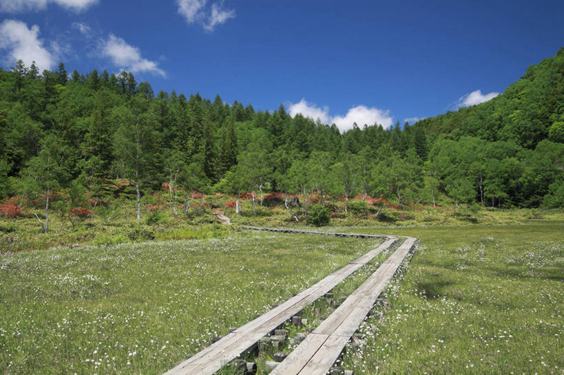 无人,横图,室外,白天,正面,旅游,度假,农作物,草地,草坪,美景,山,山脉,植物,长野县,日本,亚洲,阴影,柔软,光线,影子,景观,山峰,云,云朵,棉花,羊胡子草,山峦,云彩,娱乐,草,树,树木,纺织,蓝色,绿色,白云,蓝天,天空,阳光,自然,群山,天,享受,休闲,健康,温暖,景色,放松,生长,晴朗,成长,纤维,自然风光,东亚,本州,本州岛,日本国,中部地方,长野,柔和,暖和,卵穗苔草,山之内,山之内町,下高井郡,晴空,彩图