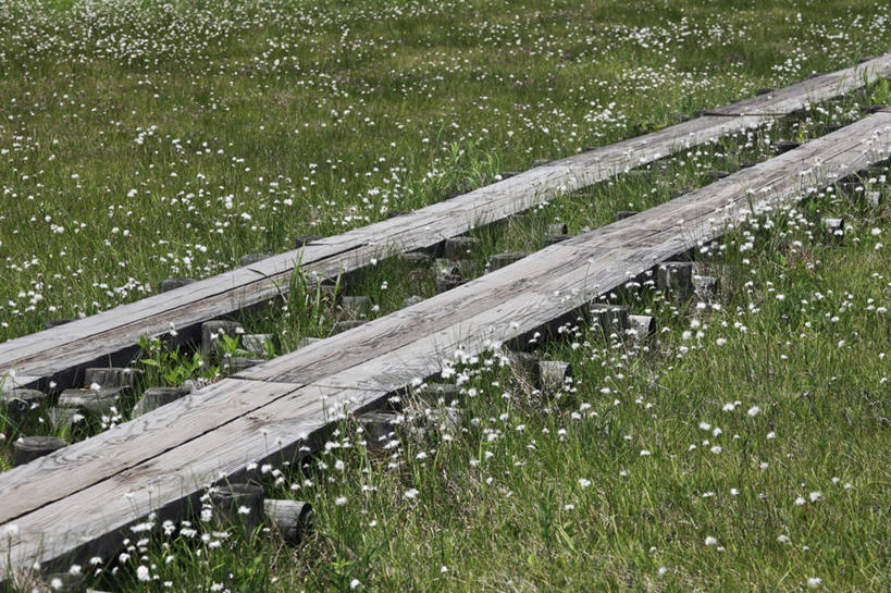无人,横图,俯视,室外,白天,旅游,度假,农作物,草地,草坪,美景,植物,长野县,日本,亚洲,柔软,景观,棉花,羊胡子草,娱乐,草,树,树木,纺织,绿色,自然,享受,休闲,健康,温暖,景色,放松,生长,成长,纤维,自然风光,东亚,本州,本州岛,日本国,中部地方,长野,柔和,暖和,卵穗苔草,山之内,山之内町,下高井郡,彩图,高角度拍摄