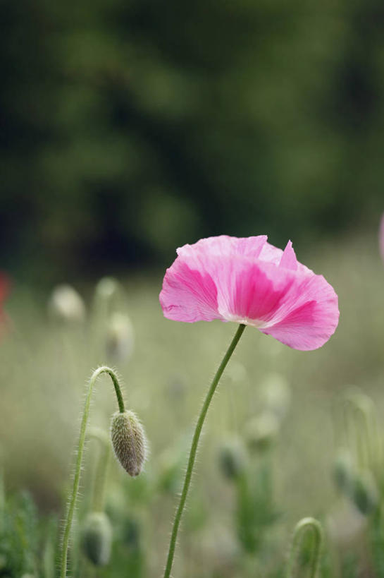无人,竖图,室外,特写,白天,正面,美景,植物,罂粟,叶子,朦胧,模糊,盛开,景观,绿叶,花,花瓣,花朵,花卉,鲜花,一朵,自然,花蕊,嫩叶,景色,自然风光,冰岛罂粟,冰岛虞美人,橘黄罂粟,裸茎罂粟,小罂粟,岩罂粟,野罂粟,叶,叶片,彩图