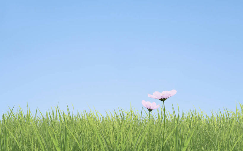 无人,横图,室外,白天,正面,旅游,度假,草地,草坪,美景,植物,东京,日本,亚洲,阴影,光线,影子,景观,花蕾,娱乐,草,花瓣,花朵,花卉,鲜花,两朵,蓝色,绿色,蓝天,天空,阳光,自然,天,花苞,享受,休闲,景色,放松,晴朗,自然风光,东亚,本州,万里无云,关东地方,本州岛,日本国,东京都,大田区,晴空,晴空万里,彩图