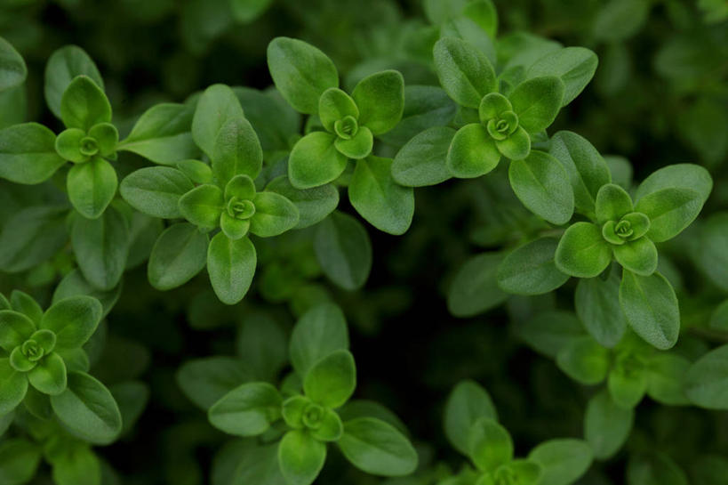 无人,横图,室外,特写,白天,正面,美景,植物,叶子,阴影,芳香,光线,纹理,影子,景观,绿叶,绿色,阳光,自然,香草,嫩叶,景色,吉祥,百里香,麝香草,自然风光,如意,肌理,勇气,勇敢,地椒,自尊,不屈,平安,叶,叶片,叶脉,彩图