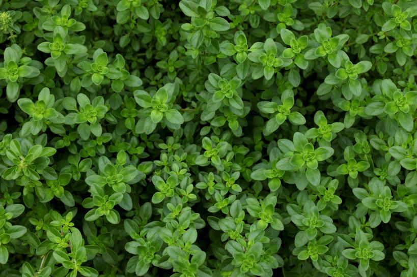 无人,横图,室外,特写,白天,正面,美景,植物,叶子,阴影,芳香,光线,纹理,影子,景观,绿叶,绿色,阳光,自然,香草,嫩叶,景色,吉祥,百里香,麝香草,自然风光,如意,肌理,勇气,勇敢,地椒,自尊,不屈,平安,叶,叶片,叶脉,彩图