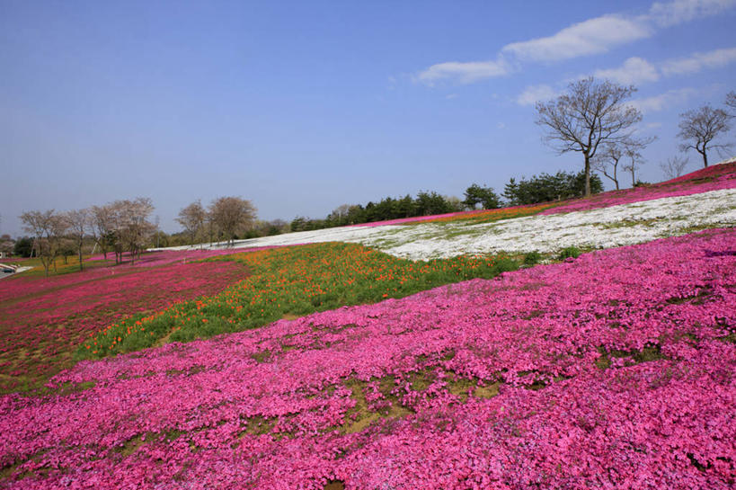 无人,横图,室外,白天,正面,旅游,度假,草地,草坪,花海,花圃,美景,树林,植物,叶子,日本,亚洲,阴影,盛开,光线,影子,景观,云,云朵,花蕾,云彩,娱乐,草,花,花瓣,花朵,花卉,鲜花,树,树木,蓝色,绿色,白云,蓝天,天空,阳光,自然,花丛,花束,花田,天,花苞,花蕊,享受,休闲,景色,放松,生长,晴朗,成长,自然风光,东亚,本州,关东地方,本州岛,日本国,群马,群马县,福乐花,福禄花,福禄考,晴空,彩图,丛生福禄考,禄考,铺地之樱,针叶福禄考,针叶天蓝绣球