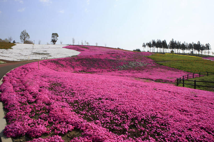 无人,横图,室外,白天,正面,旅游,度假,草地,草坪,花海,花圃,美景,树林,植物,叶子,日本,亚洲,阴影,盛开,光线,影子,景观,花蕾,娱乐,草,花,花瓣,花朵,花卉,鲜花,树,树木,蓝色,绿色,蓝天,天空,阳光,自然,花丛,花束,花田,天,花苞,花蕊,享受,休闲,景色,放松,生长,晴朗,成长,自然风光,东亚,本州,万里无云,关东地方,本州岛,日本国,群马,群马县,福乐花,福禄花,福禄考,晴空,晴空万里,彩图,丛生福禄考,禄考,铺地之樱,针叶福禄考,针叶天蓝绣球