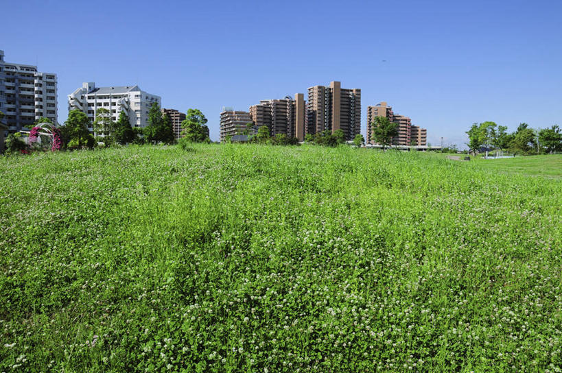 无人,家,横图,室外,白天,正面,度假,草地,草坪,美景,植物,城市风光,城市,日本,亚洲,阴影,光线,影子,房屋,屋子,景观,公寓,千叶县,娱乐,洋房,楼房,住宅,草,树,树木,蓝色,绿色,蓝天,天空,阳光,自然,天,享受,休闲,景色,放松,生长,晴朗,成长,东亚,本州,万里无云,关东地方,本州岛,日本国,千叶,浦安市,浦安,晴空,晴空万里,彩图,房子