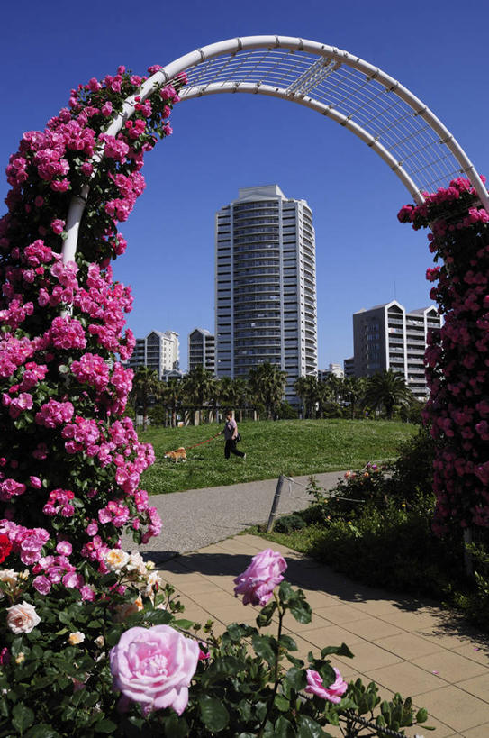 无人,高楼大厦,竖图,室外,白天,正面,爱情,度假,幸福,纯洁,热情,草地,草坪,美景,植物,城市风光,城市,大厦,建筑,摩天大楼,玫瑰,日本,亚洲,阴影,盛开,光线,影子,景观,玫瑰花,千叶县,浪漫,花蕾,娱乐,草,花,花瓣,花朵,鲜花,树,树木,粉色,蓝色,绿色,蓝天,天空,阳光,自然,天,花苞,花蕊,享受,休闲,温暖,温馨,景色,恩爱,放松,生长,晴朗,成长,和睦,感动,粉玫瑰,东亚,本州,万里无云,关东地方,本州岛,日本国,尊敬,千叶,浦安市,浦安,天真,刺玫花,徘徊花,晴空,晴空万里,彩图,大楼,高层建筑,高楼,摩天楼,融洽